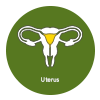 Uterus